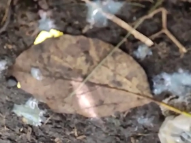 Meti a rola no moleque que gozou feito cavalo - video exclusivo red